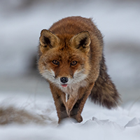 Natuurfotografie van Ed de Heus, wildlife portret