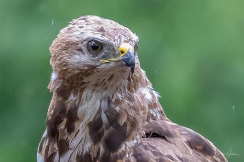 buizerd-portret-front-03246
