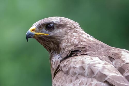 buizerd-portret-links-01427