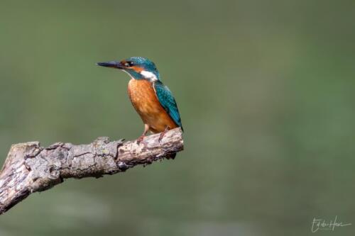 ijsvogel dikke tak 2