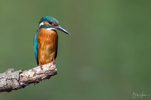 ijsvogel dikke tak 1