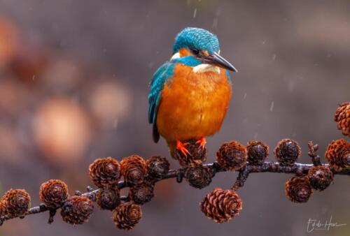 ijsvogel-op-een dennetak-2