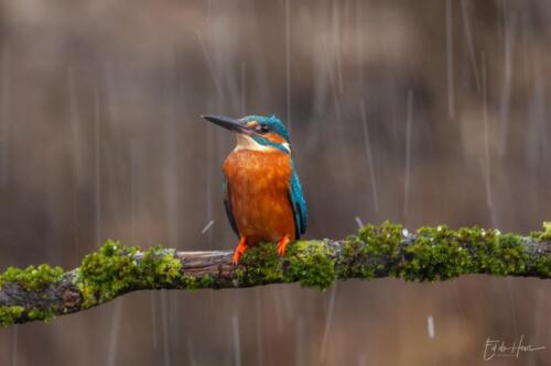 kingfisher with hail / ijsvogel met hagel