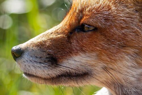 Vos en profil super close