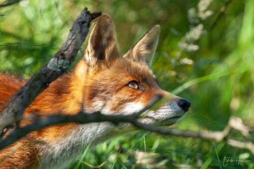 Vos kijkt naar boven