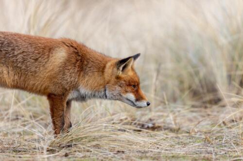 vos kijkt aandachtig